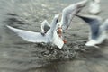 Gull fight food survive wild nature autumn