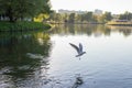 The gull flies with open wings over the lake. Pond with green beaches and trees. Royalty Free Stock Photo