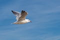 gull flies over the sea with blue sky Royalty Free Stock Photo