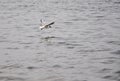 A gull flies over the water carrying food in its beak. Royalty Free Stock Photo