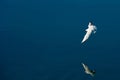 Gull in flight Royalty Free Stock Photo