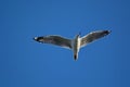 Gull in flight along the coast Royalty Free Stock Photo
