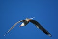 Gull in flight along the coast Royalty Free Stock Photo