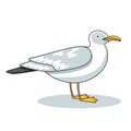 Gull. Flight bird and seabird gull. Cartoon illustration.