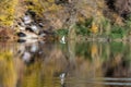 Gull flight over the shore lake in autumn. White wings bird larus freedom. Royalty Free Stock Photo