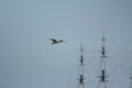 Gull flight Royalty Free Stock Photo