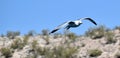 Gull in Flight Royalty Free Stock Photo