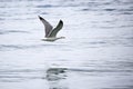 Gull in flight on the waves of the sea Royalty Free Stock Photo