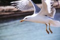 Gull in flight on the waves of the sea Royalty Free Stock Photo