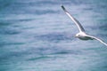 Gull in flight on the waves of the sea Royalty Free Stock Photo