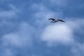 Gull in flight with wings spread wide Royalty Free Stock Photo