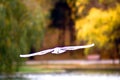 Gull fliyng and yellow trees