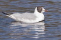 A seagull swimming on the Cemetery Pond, Southampton Common Royalty Free Stock Photo