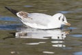 A seagull swimming on the Cemetery Pond, Southampton Common Royalty Free Stock Photo