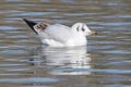 A seagull swimming on the Cemetery Pond, Southampton Common Royalty Free Stock Photo