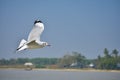 GULL FLYING OVER THE LAKE Royalty Free Stock Photo