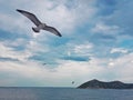 Gull flying over the sea