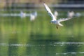 Gull flying over water, Seagull landing, Bird flying, Bird landing over water Royalty Free Stock Photo