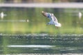 Gull flying over water, Seagull landing, Bird flying, Bird landing over water Royalty Free Stock Photo