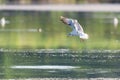 Gull flying over water, Seagull landing, Bird flying, Bird landing over water