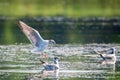 Gull flying over water, Seagull landing, Bird flying, Bird landing over water