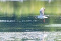 Gull flying over water, Seagull landing, Bird flying, Bird landing over water