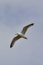 Gull flying overhead at Rissers Beach Royalty Free Stock Photo