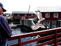 gull flying seagull sea bird northern europe, man feeding birds Royalty Free Stock Photo