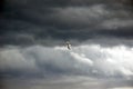 Gull flying through stormy sky Royalty Free Stock Photo