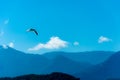 Gull flying on a very blue sky Royalty Free Stock Photo