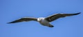 A gull flying with wings outstretch