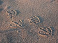 Gull foot prints in sand Royalty Free Stock Photo