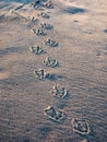 Gull foot prints in sand Royalty Free Stock Photo