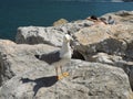 Gull in the foreground