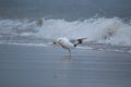 Gull found a food in ocean