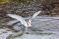 Gull Furcatus pigeon Royalty Free Stock Photo