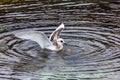 Gull Furcatus pigeon Royalty Free Stock Photo