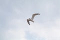 Gull in the gray blueish sky seen from below in flight with the wings open Royalty Free Stock Photo