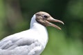 Gull on green background nature Royalty Free Stock Photo