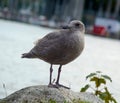 Gull