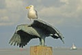 Gull on gull statue