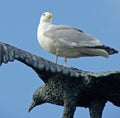 Gull on gull statue