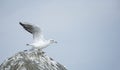 The gull has spread its wings and is starting to take off. Wildlife. Sea. Summer. Royalty Free Stock Photo