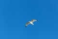 The gull hovers in the blue sky Royalty Free Stock Photo