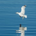 Gull hovers just above the water. Royalty Free Stock Photo