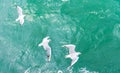 Flying seagulls, top view silhouette. Bird flies over the sea. Seagulls hover over deep blue sea. Royalty Free Stock Photo