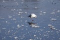 Ice on an icebound lake Royalty Free Stock Photo