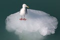 Gull on an Iceberg Royalty Free Stock Photo