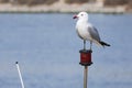 Gull Ichthyaetus audouinii perched on pilot boat signaller in Guardamar del Segura, Spain