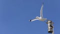 Seagull initiating the flight Royalty Free Stock Photo